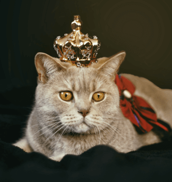 Cat with a Crown
