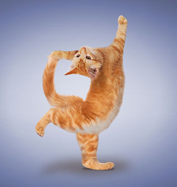 Cat doing yoga