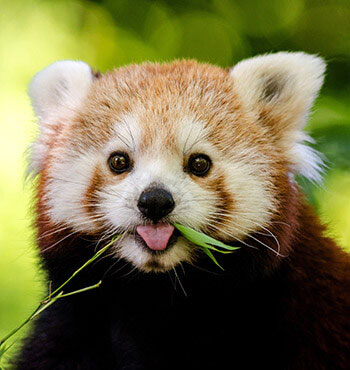 Red Panda